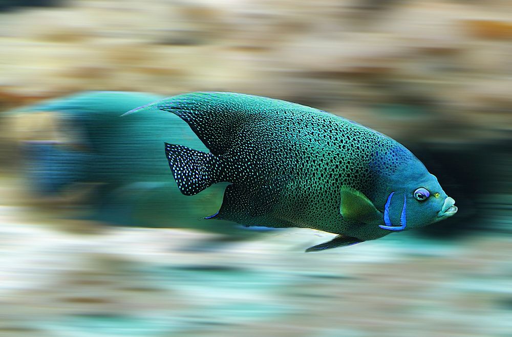 Free exotic fish swimming underwater image, public domain nature CC0 photo.