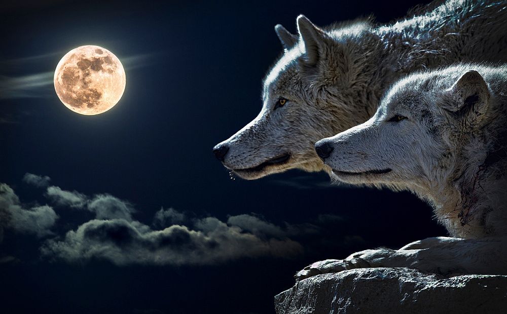 new moon wolf pack wallpaper