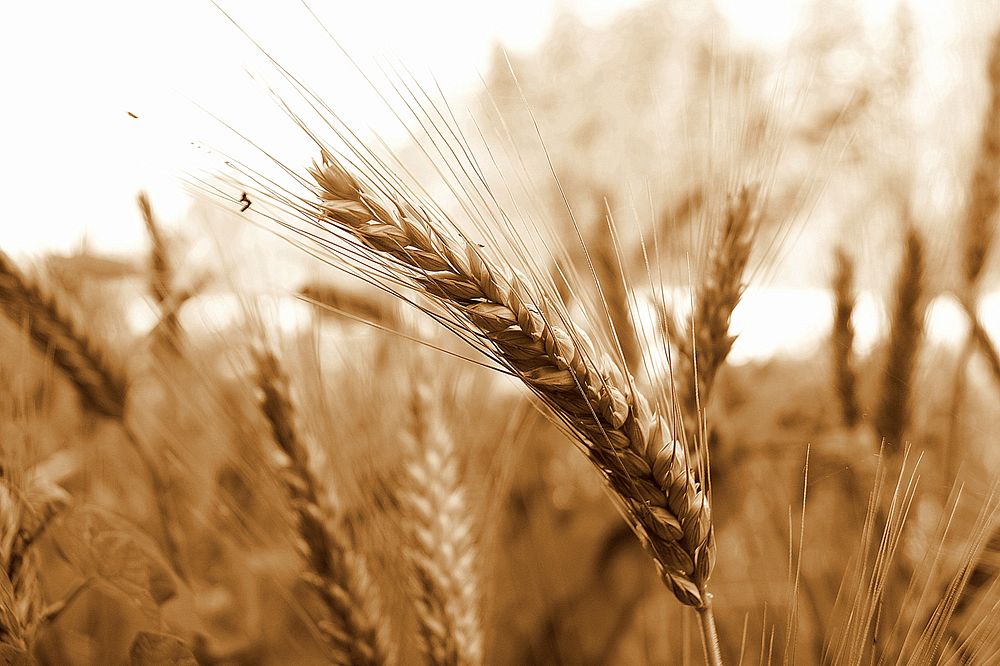 Free autumn wheat background public domain CC0 photo.