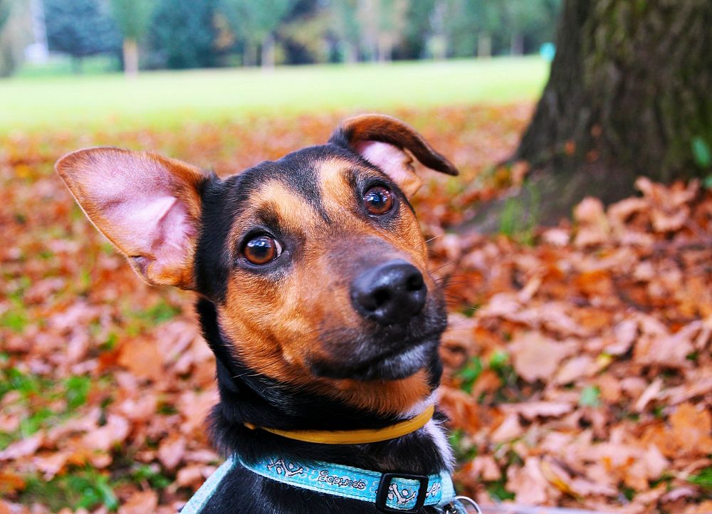 Free happy dog in autumn image, public domain pet CC0 photo.