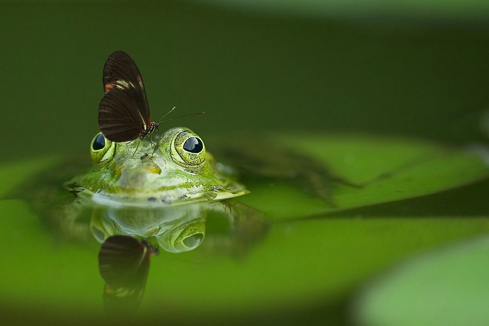 Free frog and butterfly image, public domain animal CC0 photo.