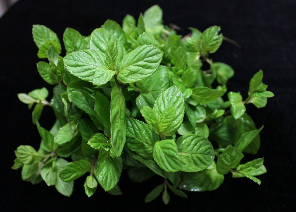 Free mint leaves on black background photo, public domain vegetable CC0 image.