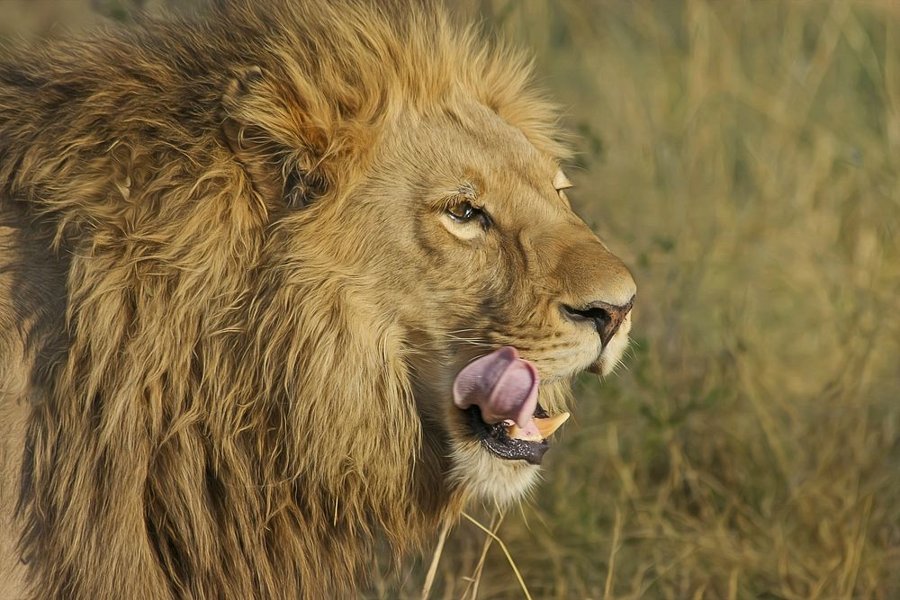 Free male lion background, wildlife image, public domain CC0 photo.