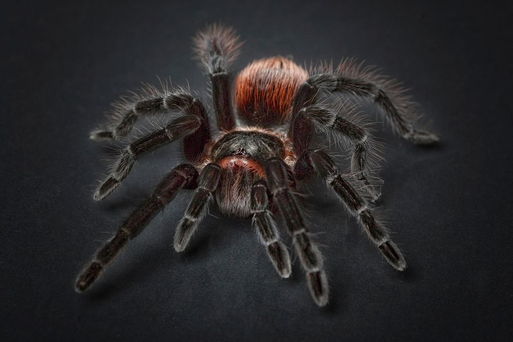 Free big black spider image, public domain animal CC0 photo.