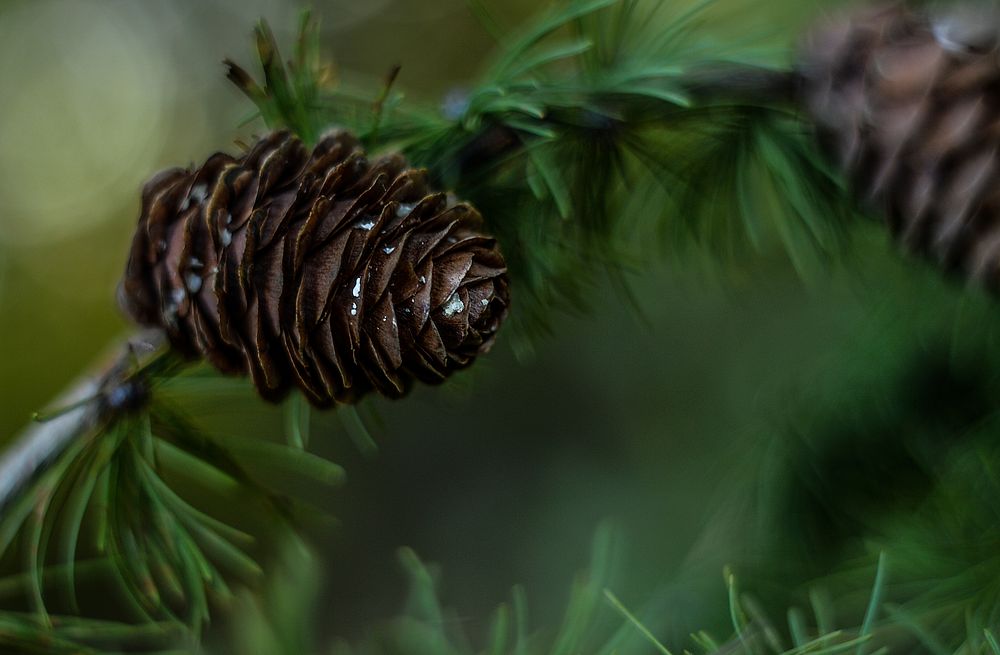 Conifer cone background. Free public | Free Photo - rawpixel