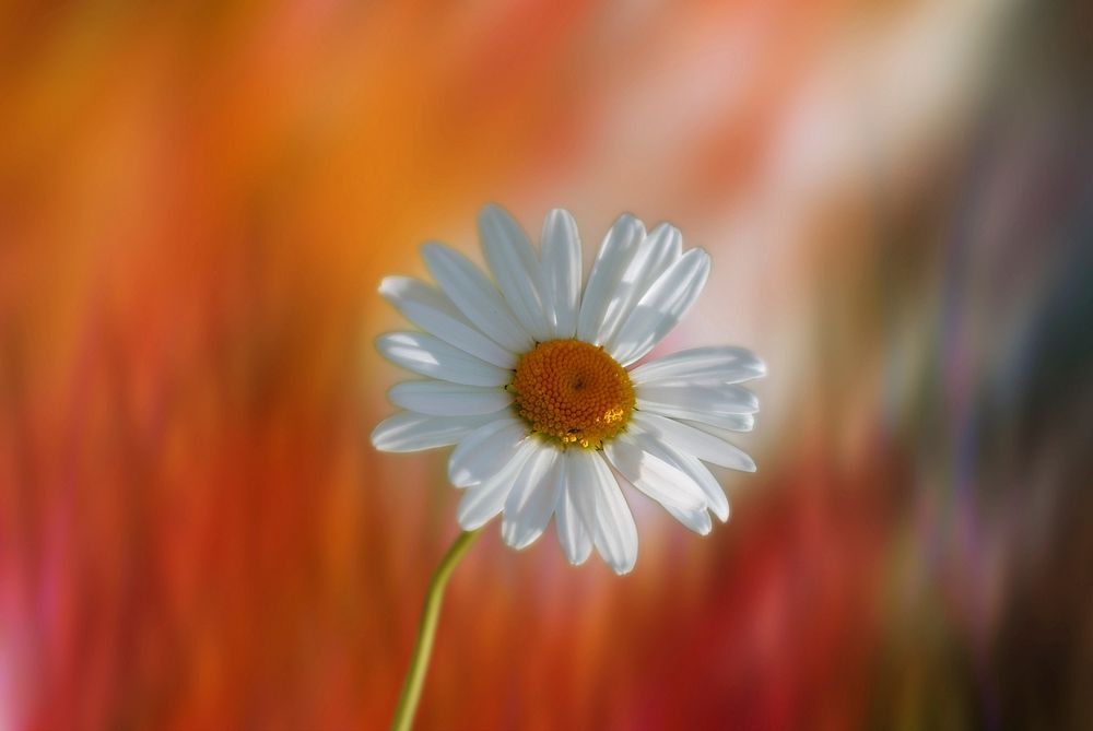 Free white gerbera background image, public domain flower CC0 photo.