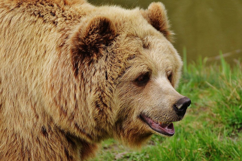 Free grizzly bear image, public domain animal CC0 photo.