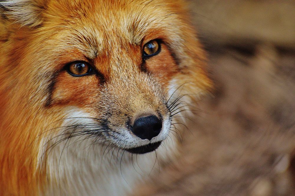 Free fox closeup image, public domain animal CC0 photo.