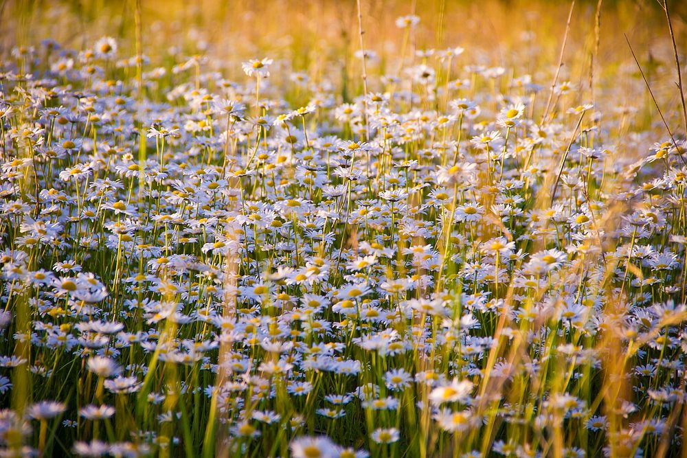 Free Daisy flowers growing on field image, public domain plant CC0 photo.