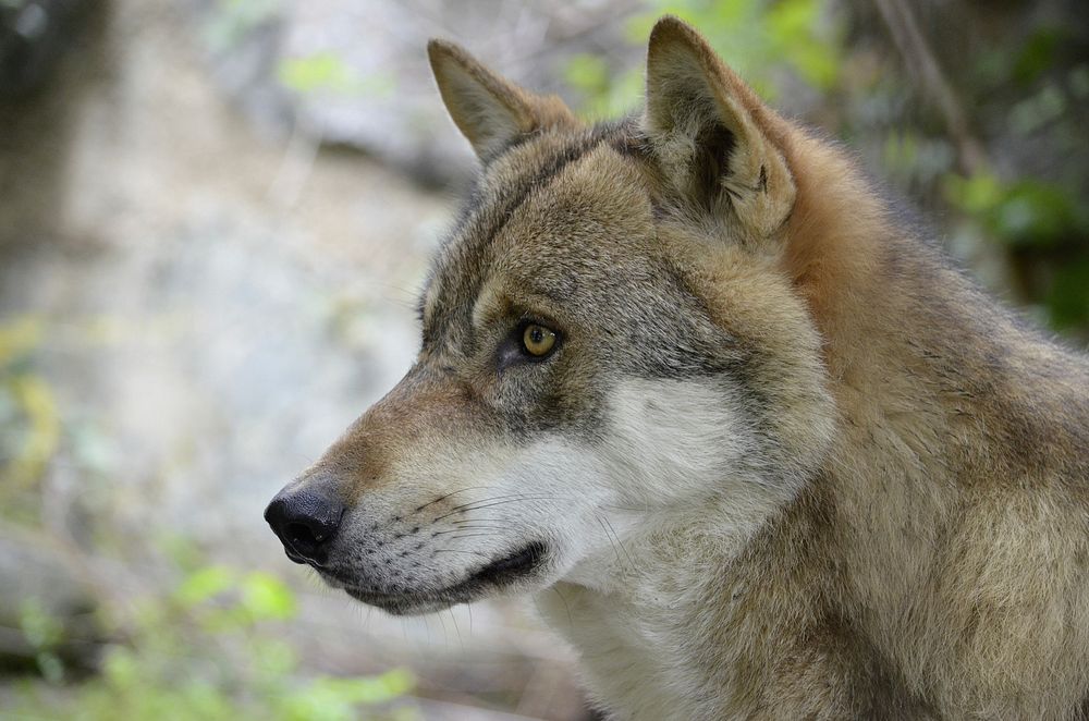 Free wolf image, public domain animal CC0 photo.