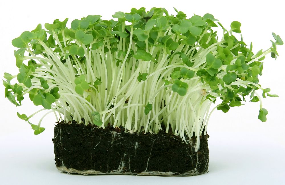 Free microgreen sprouts image, public domain food CC0 photo.
