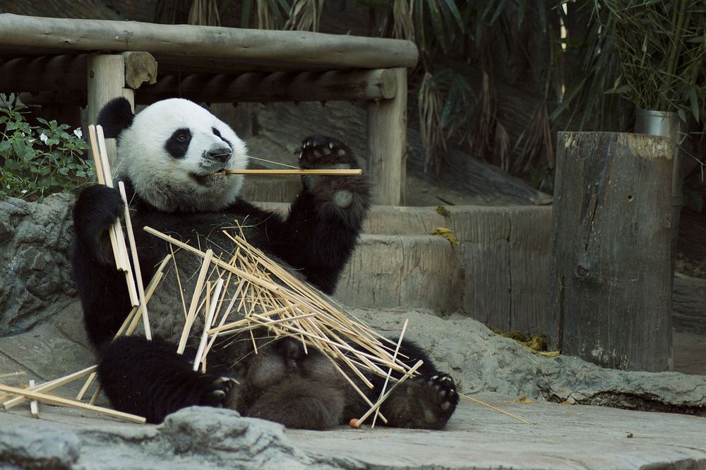 Free panda bear eating bamboo image, public domain CC0 photo.