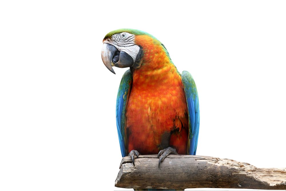 Free colorful parrot on branch white background photo, public domain animal CC0 image.