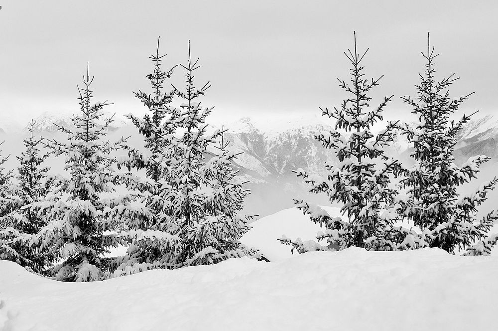 Free snowy forest image, public domain winter CC0 photo.