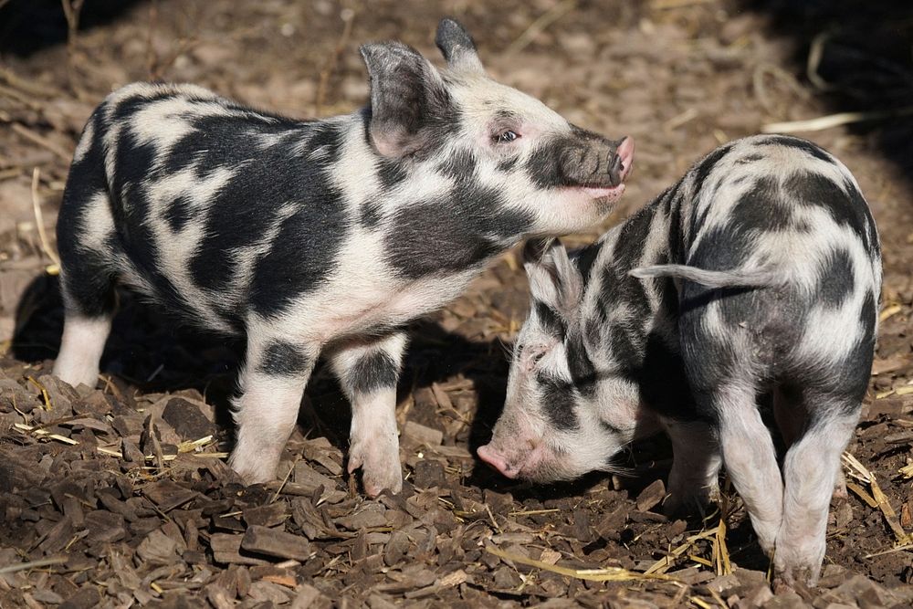 Free dotted piglets image, public domain farm animal CC0 photo.