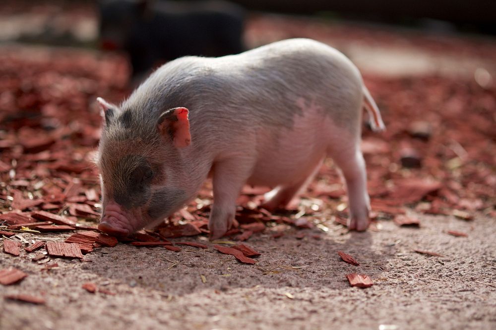 Free cute piglet image, public domain farm animal CC0 photo.