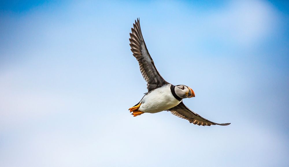 Free falcon flying in blue sky photo, public domain animal CC0 image.