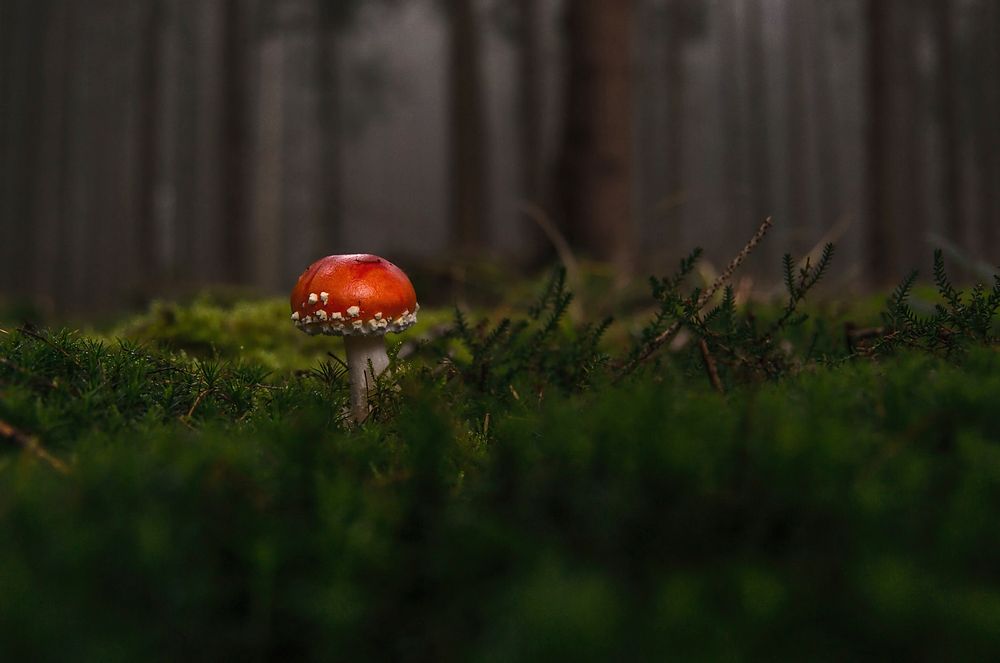 Free mushroom photo, public domain plant CC0 image.