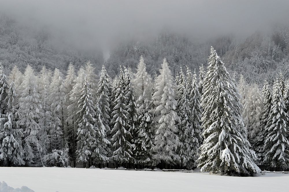 Free winter image, public domain tree CC0 photo.