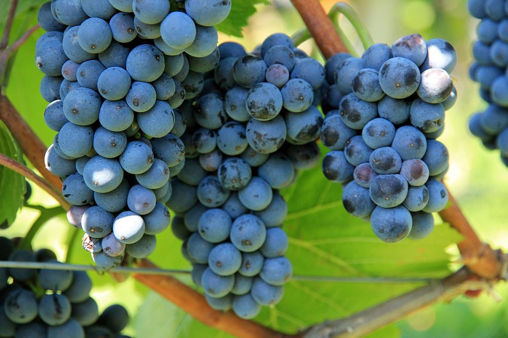 Free purple grape image, public domain fruit CC0 photo.