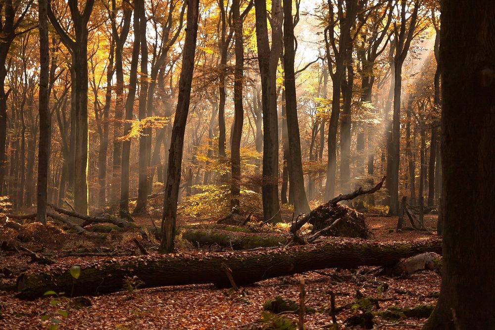 Free tall autumn trees in forest photo, public domain nature CC0 image.