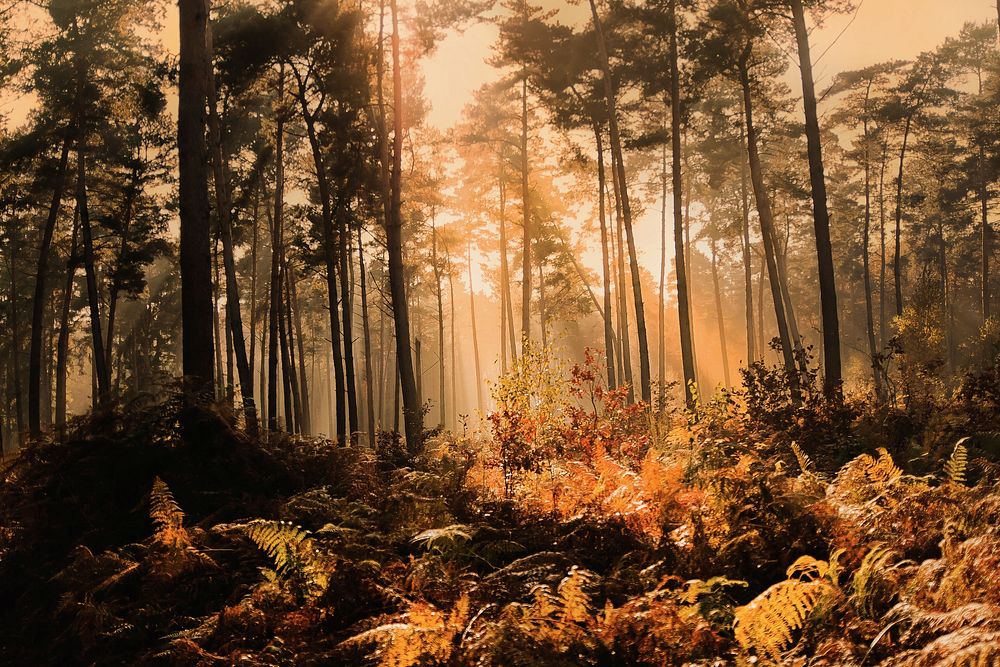 Free tall autumn trees in forest photo, public domain nature CC0 image.