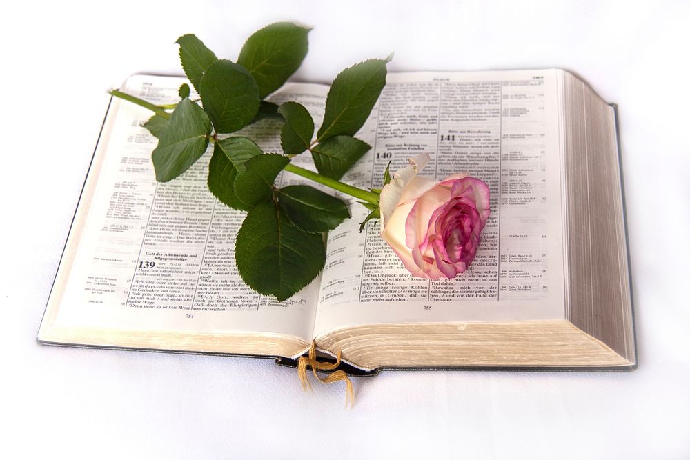 Free rose on open book isolated on white background photo, public domain CC0 image.