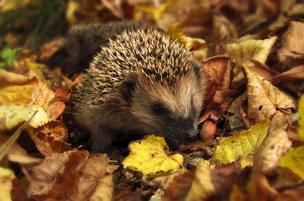 Free hedgehog image, public domain pet CC0 photo.