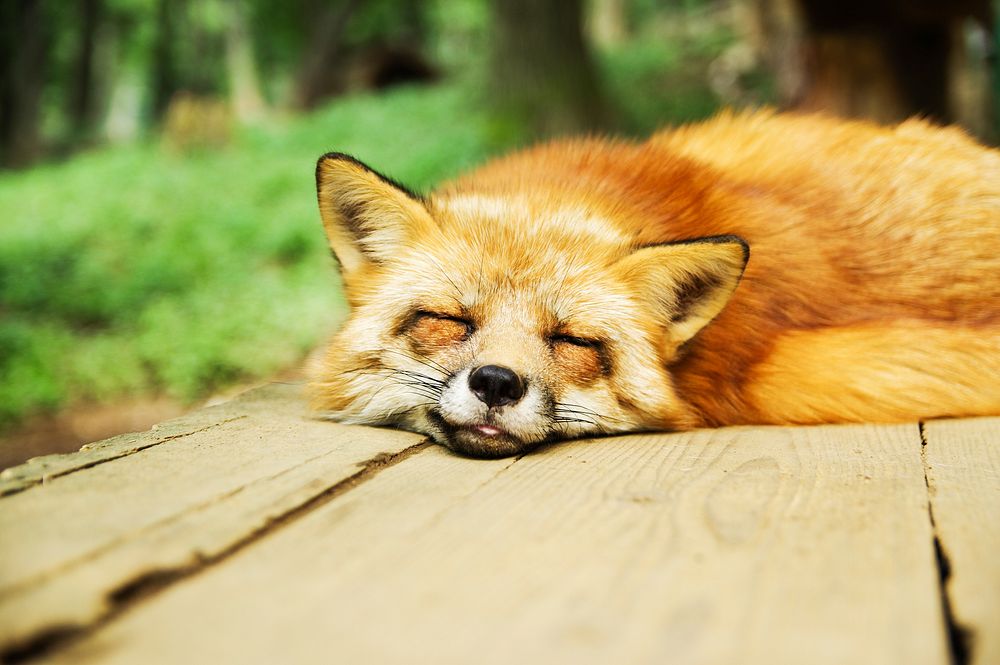 Free fox image, public domain animal CC0 photo.