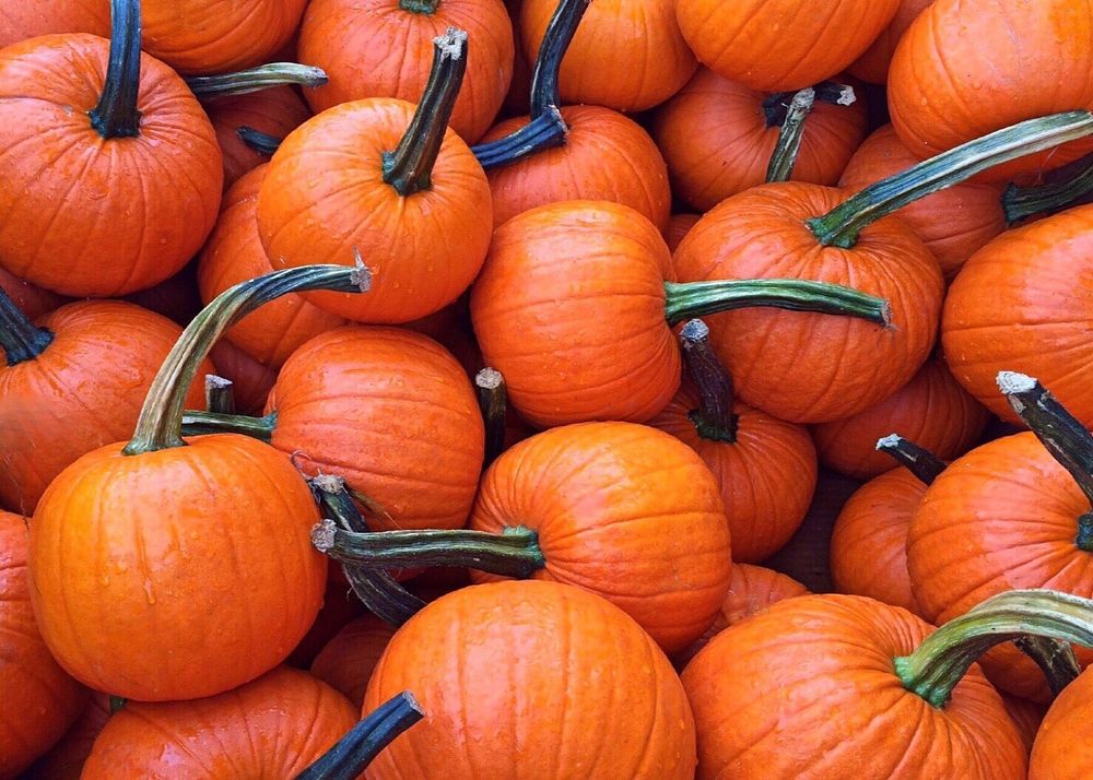 A large pile of pumpkins. Free public domain CC0 photo.