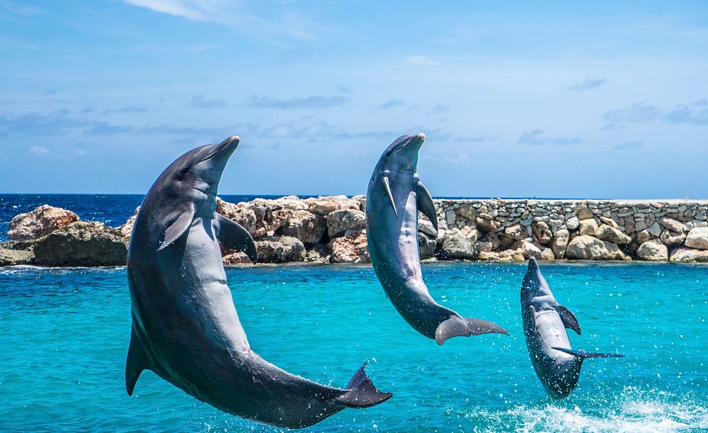 Free Dolphins image, public domain animal CC0 photo.