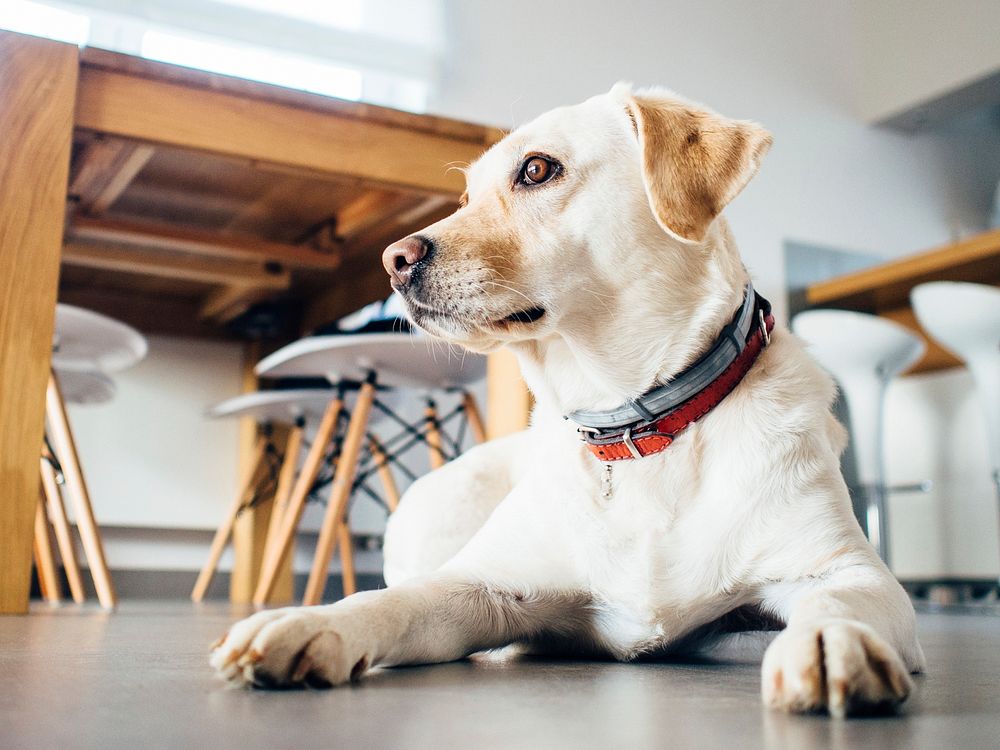 Free Labrador Retriever image, public domain dog CC0 photo.