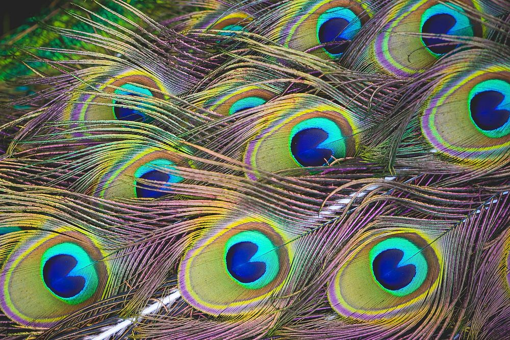 Free peacock feather close up photo, public domain animal CC0 image.