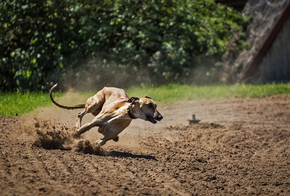 Free greyhound running portrait photo, public domain animal CC0 image.