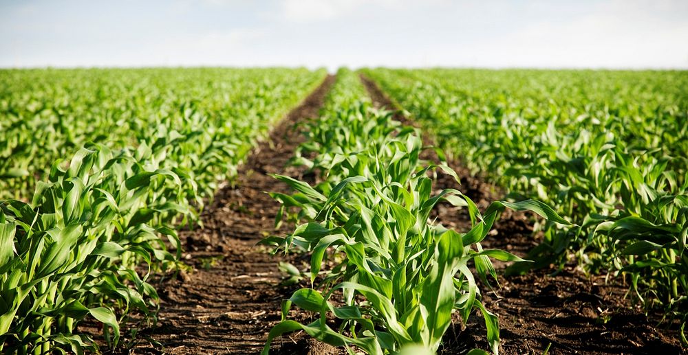 Free green corn field close up public domain vegetable CC0 image.