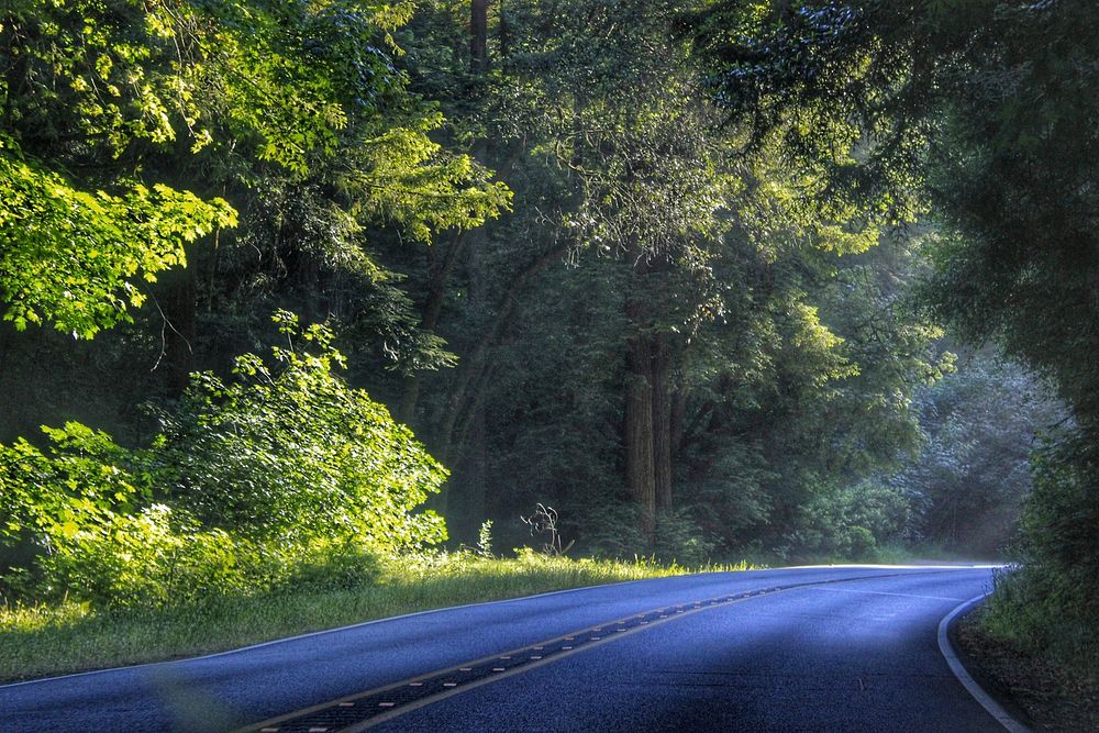 Free lane with trees photo, public domain nature CC0 image.