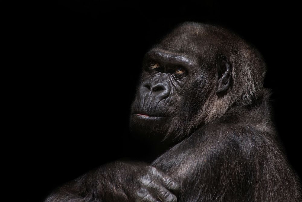 Free chimpanzee closeup photo, public domain animal CC0 image.