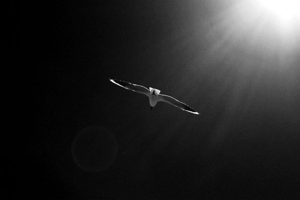 Free seagull flying in sky photo, public domain animal CC0 image.