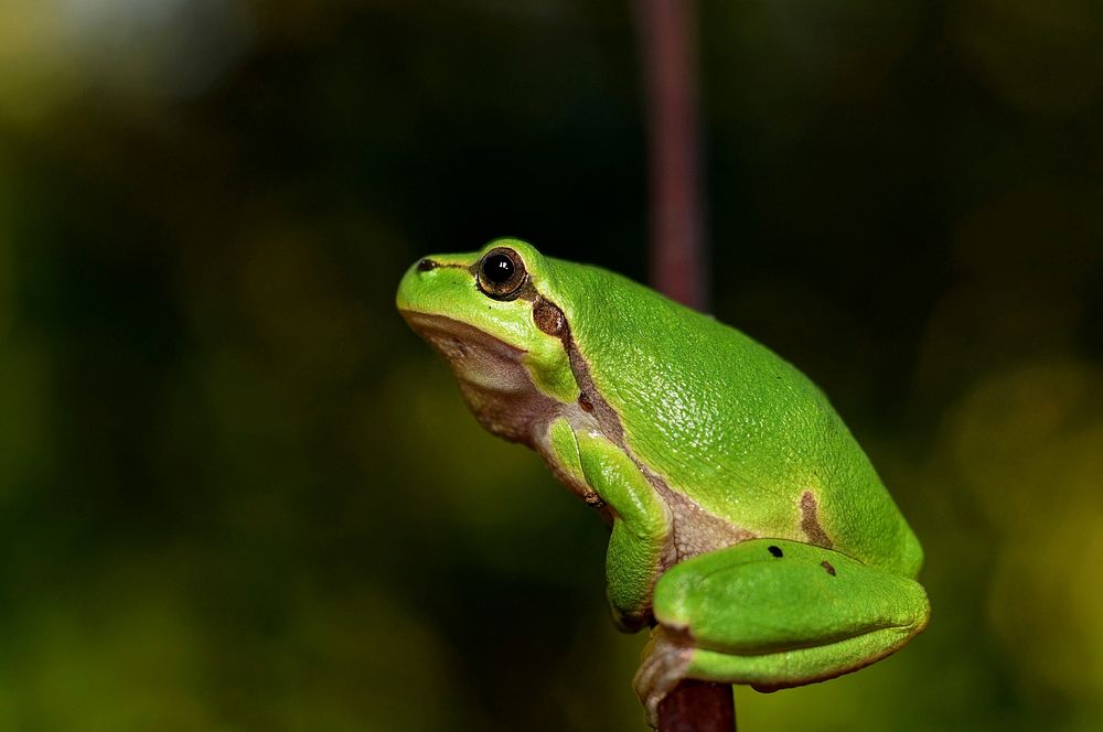 Free green frog image, public domain animal CC0 photo.