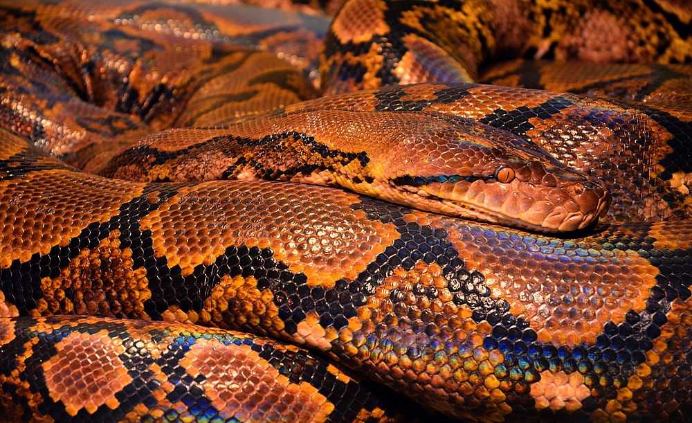 Free snake image, public domain animal CC0 photo.