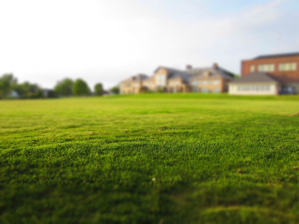 Field of grass, free public domain CC0 photo