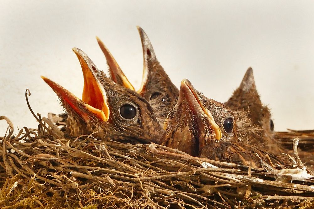 Free baby birds in bird nest portrait photo, public domain animal CC0 image.
