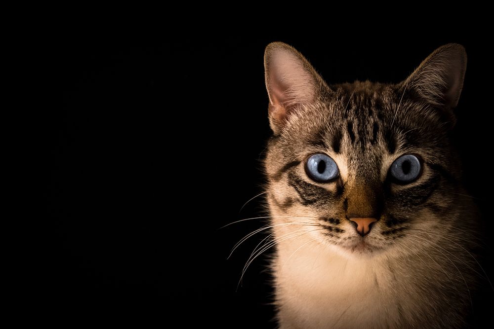 Free Ragdoll cat imge, public domain CC0 photo.