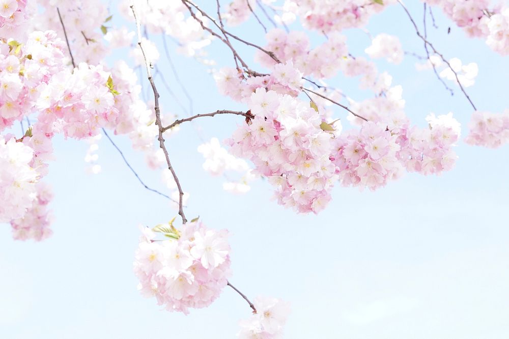 Free pink cherry blossom image, public domain flower CC0 photo.