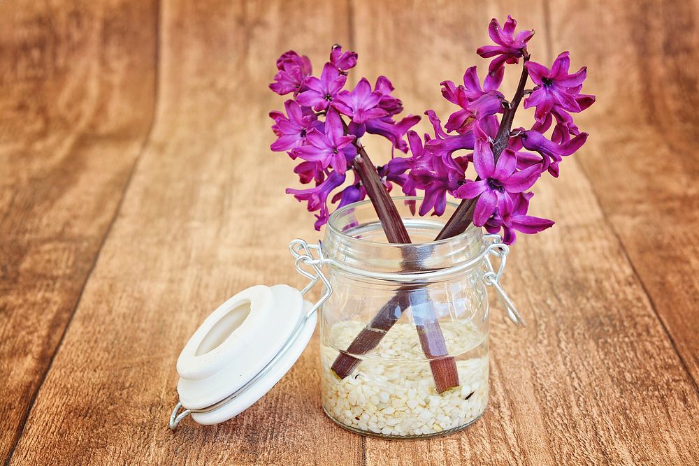 Free hyacinth in glass vase image, public domain flower CC0 photo.