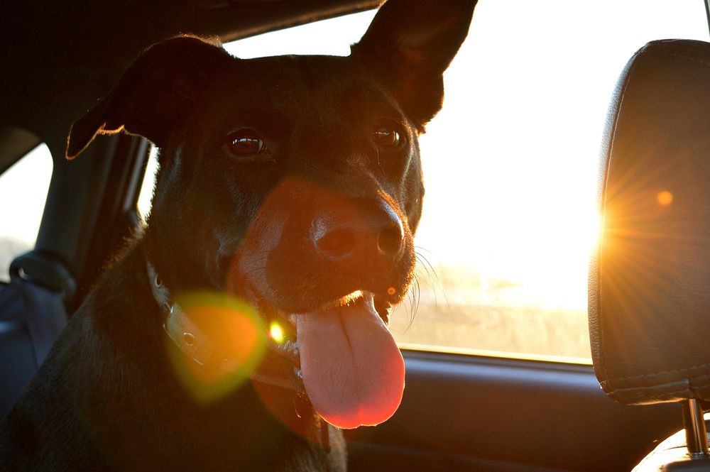 Free dog in a car portrait photo, public domain animal CC0 image.