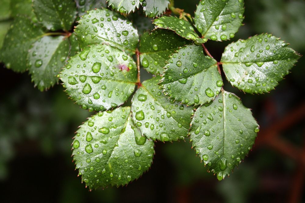 Droplets on green leaves, free public domain CC0 image.