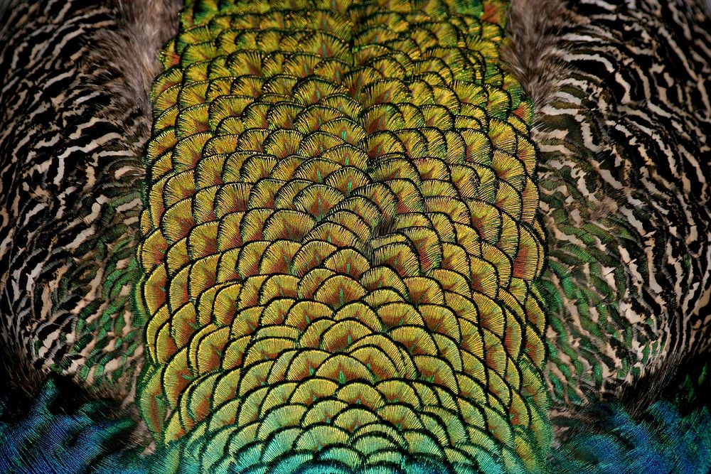 Free peacock petal, feathers close up portrait photo, public domain animal CC0 image.