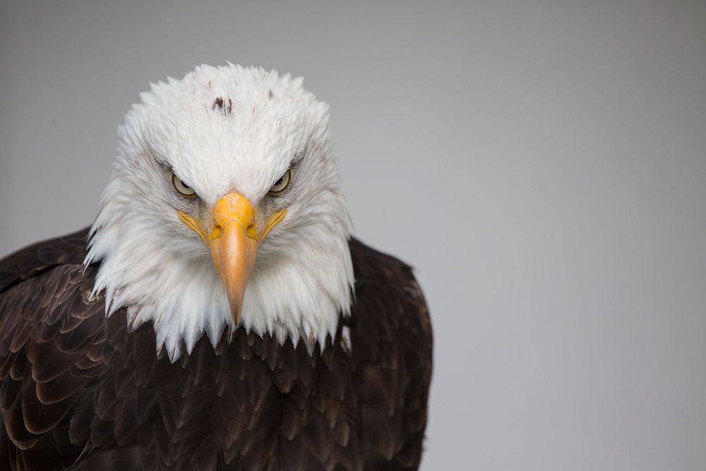 Free bald eagle image, public domain animal CC0 photo.