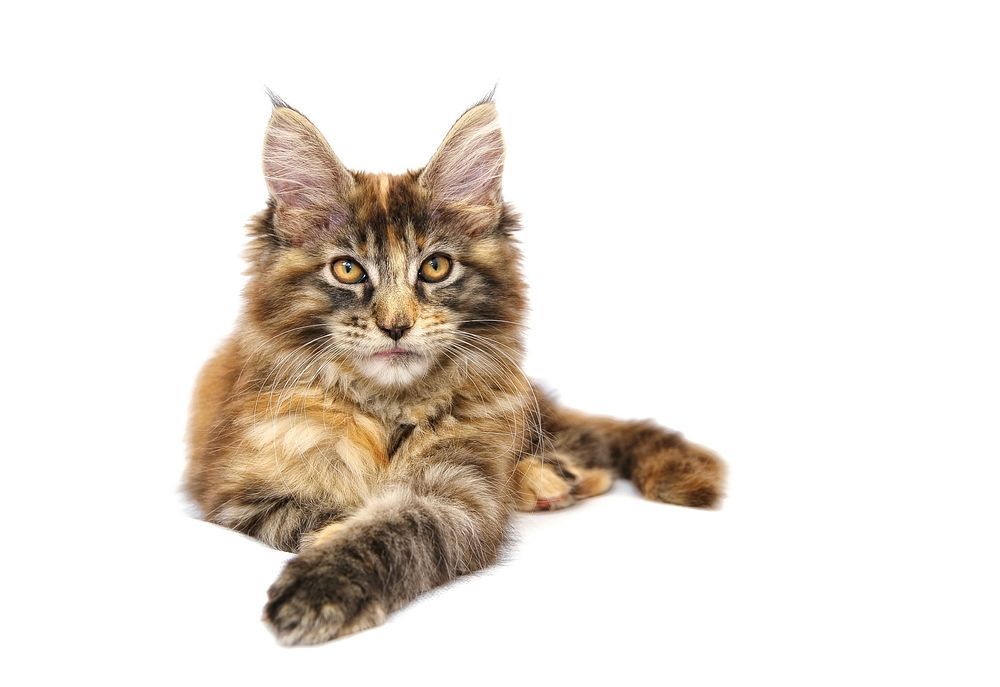 Free maine coon cat image, public domain CC0 photo.